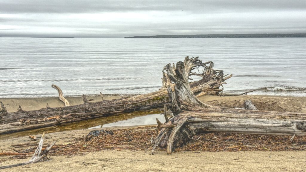 Driftwood On The Beach At Batchawana Bay Driftwood On The Beach At Batchawana Bay